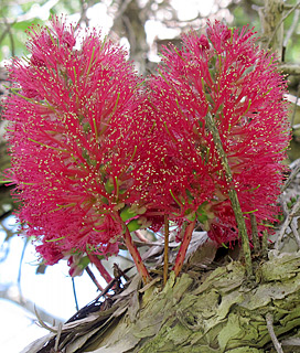 אילנות, 4-2014, צילום: © שרה גולד