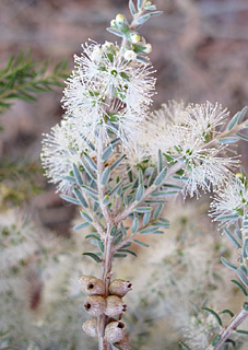 אילנות, 6-2014, צילום: © שרה גולד