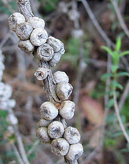 אילנות , 5-2014, צילום: © שרה גולד