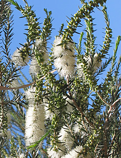 אילנות, 6-2014