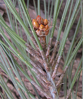 אילנות , 2-2014, צילום: © שרה גולד