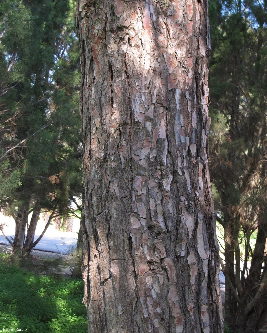 קליפת הגזע. צילום: שרה גולד