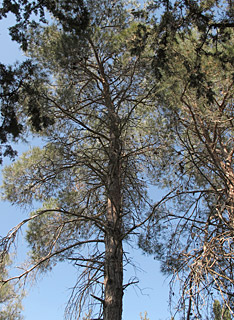 אילנות, 2-2014. צילום: © שרה גולד