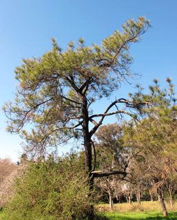 אילנות, 2-2014, צילום: © שרה גולד