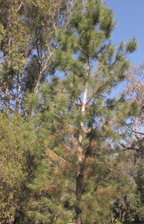 צילום: © שרה גולד   אילנות, 2-2014
