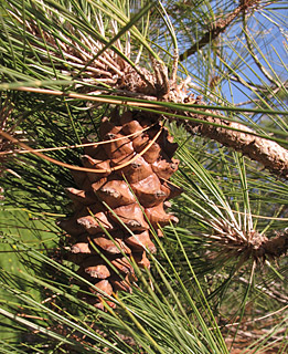 אילנות, 2-2014. צילום: © שרה גולד