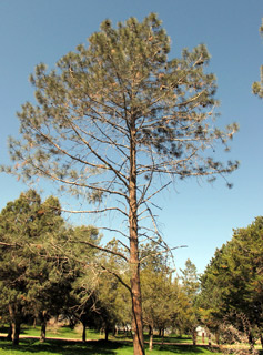 אילנות , 2-2014, צילום: © שרה גולד