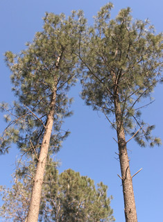 אילנות, 2-2014, צילום: © שרה גולד