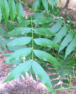  אילנות, 5-2014. צילום: © שרה גולד