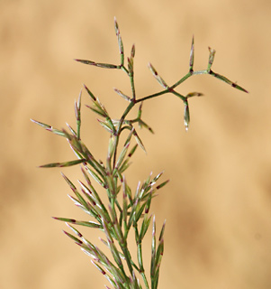 חולות סכר, 24-2-2010. צילום: © שרה גולד