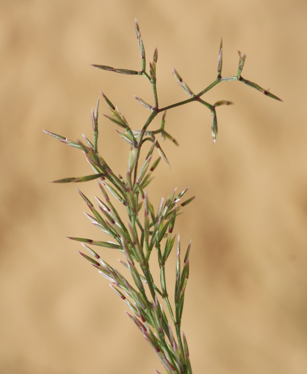 בהגדלה. צילום: שרה גולד