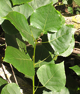 אילנות, 6-2014, צילום: © שרה גולד