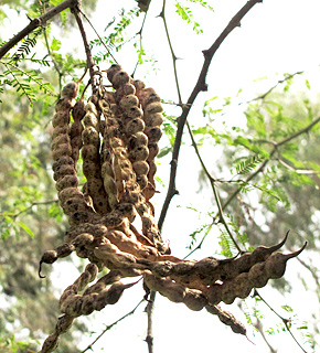 אילנות, 3-3-2014. צילום: © שרה גולד
