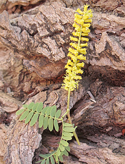 אילנות, 5-2014. צילום: © שרה גולד