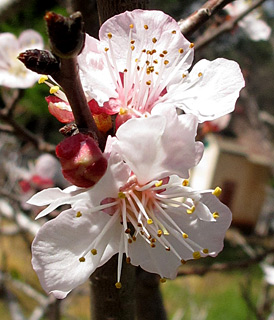 אילנות, 3-2014, צילום: © שרה גולד