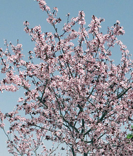  ירושלים, 3-2014, צילום: © שרה גולד