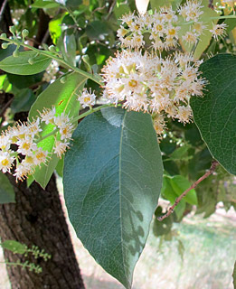 אילנות, 4-2014, צילום: © שרה גולד