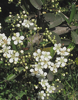 אילנות, 4-2014, צילום: © שרה גולד