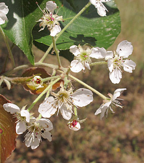 אילנות, 4-2014. צילום: © שרה גולד