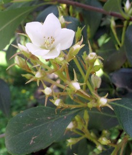 אילנות, 3-2014. צילום: © שרה גולד