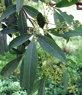 אילנות, 3-3-2014. צילום: © שרה גולד