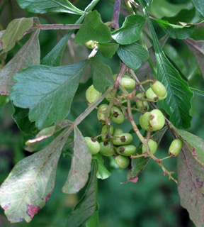 אילנות, 3-3-2014. צילום: © שרה גולד