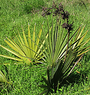 אילנות, 2-2014, צילום: © שרה גולד