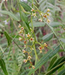 גינת בית בשפלה, 2-2014, צילום: © שרה גולד