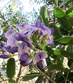 אילנות, 4-2014, צילום: © שרה גולד