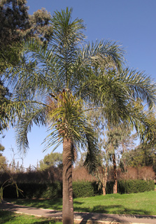  אילנות, 2-2014, צילום: © שרה גולד