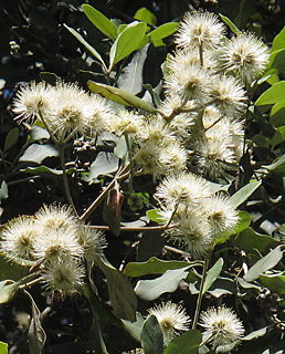 אילנות, 3-2014, צילום: © שרה גולד