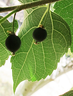  אילנות, 6-2014. © שרה גולד