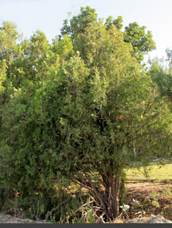 תויה מזרחית,  צילום: © שרה גולד  