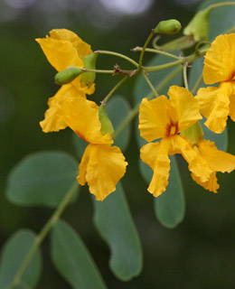 מכנף נאה, צילום: © שרה גולד 