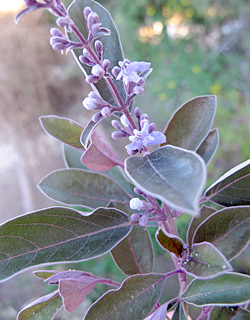 מושב גמזו, 3-2014, צילום: © שרה גולד