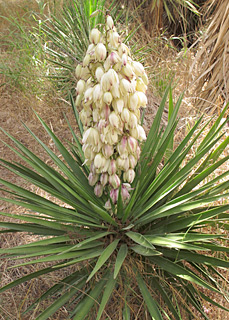 אילנות, 5-2014. צילום: © שרה גולד