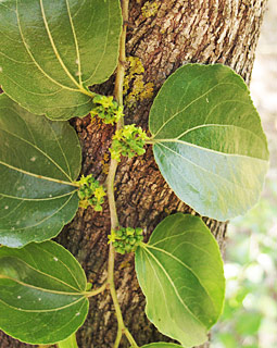 אילנות, 6-2014, צילום: © שרה גולד