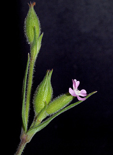 גן צמחים נדירים געש, 4-2014. צילום: © דרור מלמד