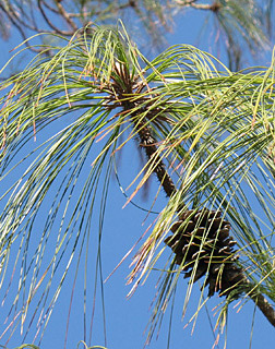 אילנות , 2-2014, צילום: © שרה גולד