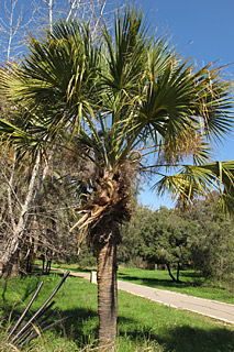  אילנות , 2-2014, צילום: © שרה גולד