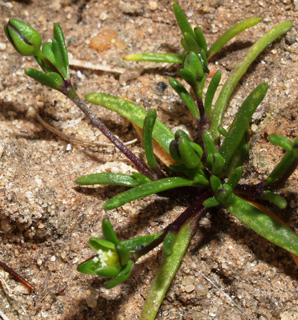 נחל לכיש ליד מושב שתולים , 2-2014. צילום: © דרור מלמד