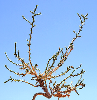 חולות שדה חלמיש, מערב הנגב, 5-2014. צילום: © דרור מלמד