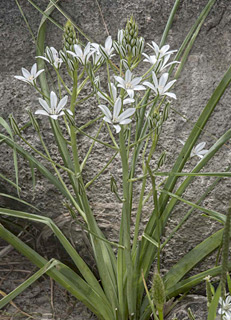 ליד אחו נוב, 31-3-13. צילום: © יהודה מרטה