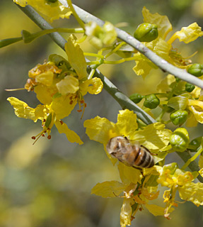 אילנות, 4-2014, צילום: © שרה גולד