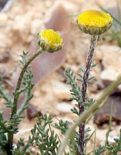 מעלה ערוד, 3-2014. צילום: © ערגה אלוני