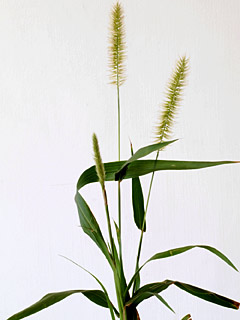 צילום: © דרור מלמד