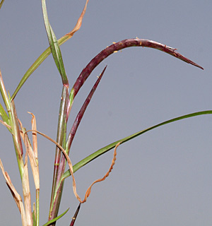 4-2014, צילום: © דרור מלמד