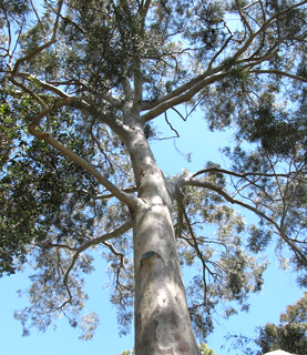 צילום: © שרה גולד   אילנות, 4-2014
© כל הזכויות שמורות לצלמים ולאתר צמח השדה.