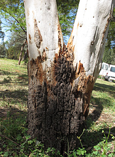 אילנות, 3-2014, צילום: © שרה גולד