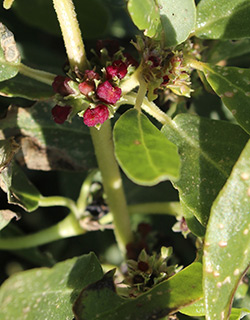 כפר רופין, 1-2015. צילום: © איתן שפירא